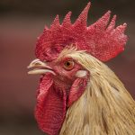 Strategies for Rearing Local Fowl Breeds
